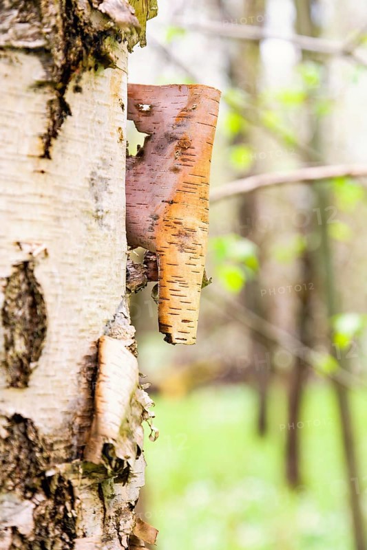 Close up at Birch tree bark on a tree trunk in a deciduous forest at springtime