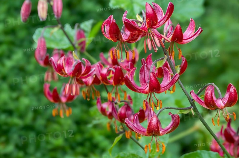 Martagon lily (Lilium martagon), North Rhine-Westphalia, Germany, Europe
