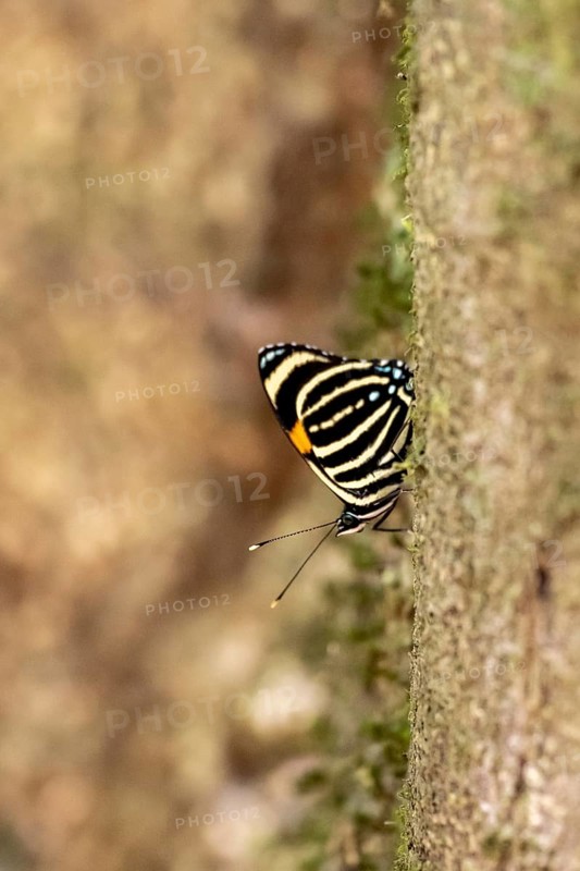Yellow-banded eight-eighth (Callicore atacama ssp. manova), yellow-black striped butterfly, Corcovado National Park, Osa Peninsula, Puntarena Province, Costa Rica, Central America