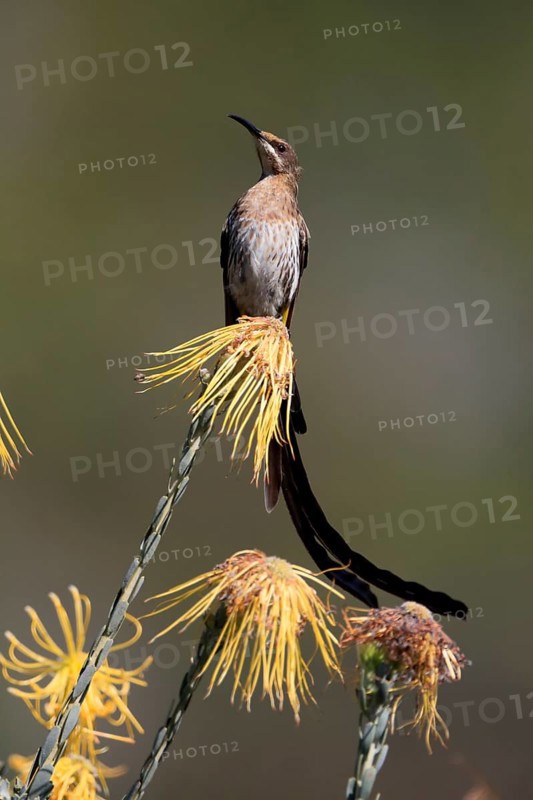 Cape Honeybird (Promerops cafer), adult, male, singing, on flower, Protea, Kirstenbosch Botanical Gardens, Cape Town, South Africa, Africa
