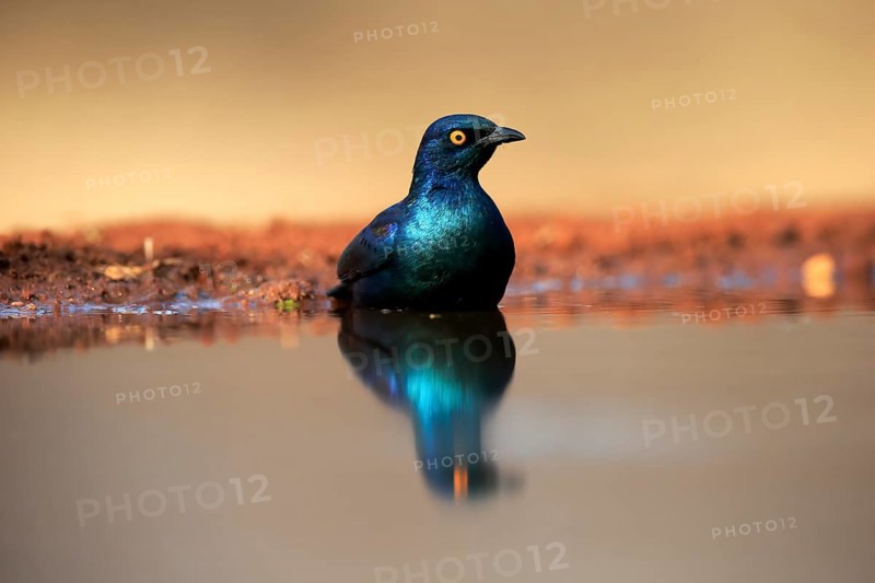 Red-shouldered Glossy Starling (Lamprotornis nitens), adult, in the water, bathing, Kruger National Park, Kruger National Park, Kruger National Park South Africa