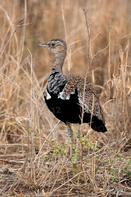 Red-crested Bustard (Lophotis ruficrista), adult, foraging, alert, Kruger National Park, Kruger National Park, Kruger National Park South Africa