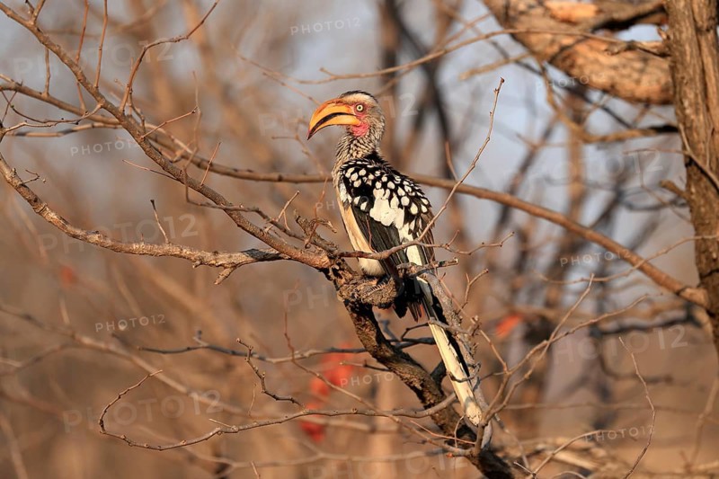 Southern Yellow-billed Hornbill, Red-ringed Hornbill (Tockus leucomelas), adult, on wait, Kruger National Park, Kruger National Park, Kruger National Park South Africa