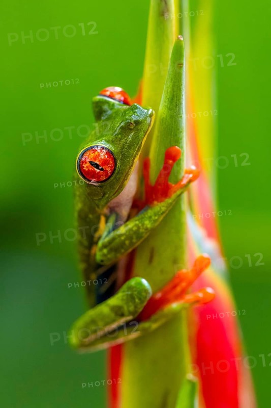 Red-eyed tree frog (Agalychnis callidryas), sitting on the blossom of a false bird-of-paradise (Heliconia), Heredia province, Costa Rica, Central America