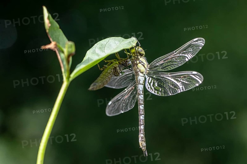 Southern Hawker (Aeshna cyanea) with exuviae, Emsland, Lower Saxony, Germany, Europe