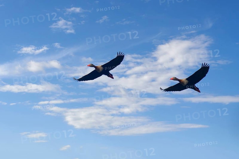 Flying Black bellied whistling ducks, Dendrocygna autumnalis, Amazon Basin, Brazil, South America