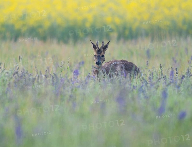 Roe deer (Capreolus capreolus), young roe buck with velvet antlers, velvet antlers standing in a meadow and looking attentively, wildlife, Thuringia, Germany, Europe
