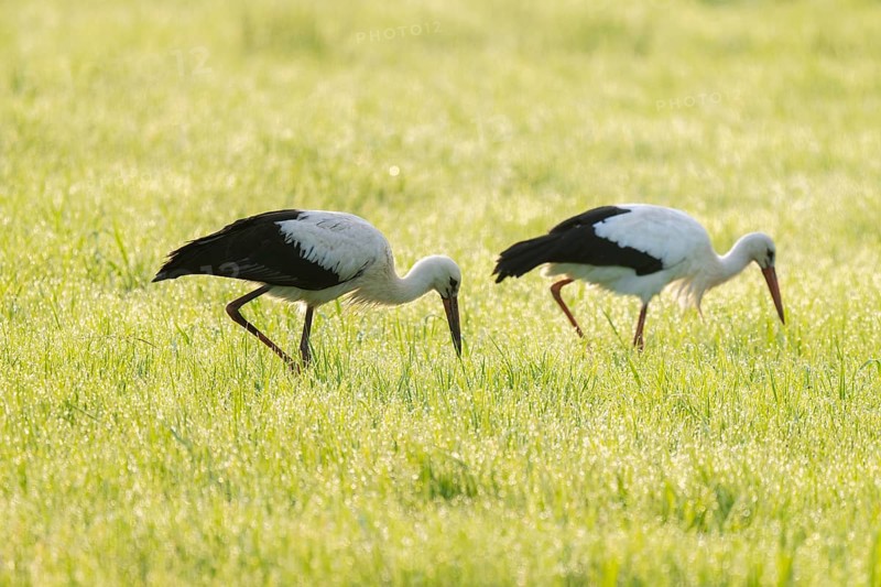 White storks (Ciconia ciconia) foraging in a meadow in the early morning, dew beads on the grass, Lower Saxony, Germany, Europe