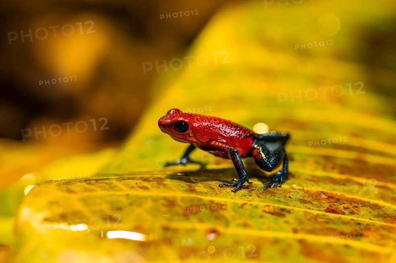 Strawberry poison-dart frog (Oophaga pumilio) sitting on a yellow leaf, Heredia province, Costa Rica, Central America