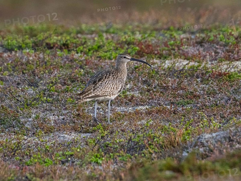 Whimbrel (Numenius phaeopus) adult bird in breeding territory, amongst tundra vegetation, May, Varanger National Park, Varanger Fjord, Norway, Europe
