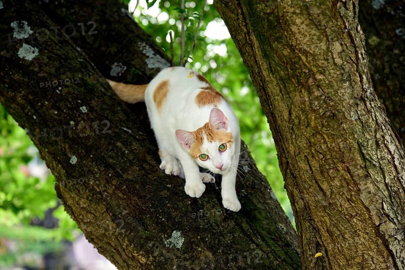 Cat, Turkish Van, domestic cat, in tree