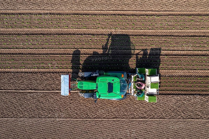 Agriculture, herb gardening, parsley is planted in rows in a field with a planting machine