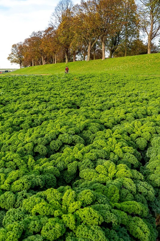 Kale field, growing area in the south of Düsseldorf, Volmerswerth district, on the Rhine, North Rhine-Westphalia, Germany, Europe