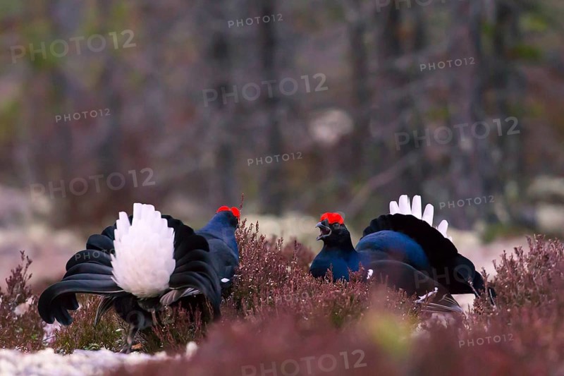 Black grouse, Lyrurus tetrix, Tetrao tetrix, Bavaria, Bavaria, Federal Republic of Germany