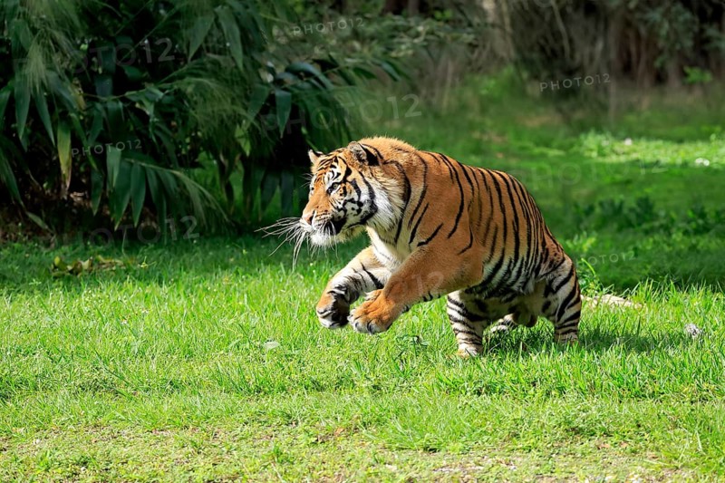 Sumatran Tiger (Panthera tigris sumatrae), adult male hunting, focussed, alert, Sumatra