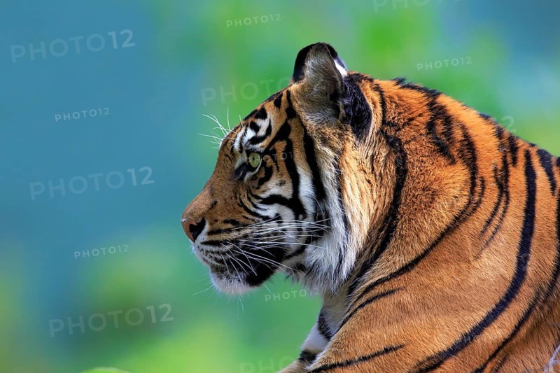 Sumatran tiger (Panthera tigris sumatrae), adult, portrait, alert