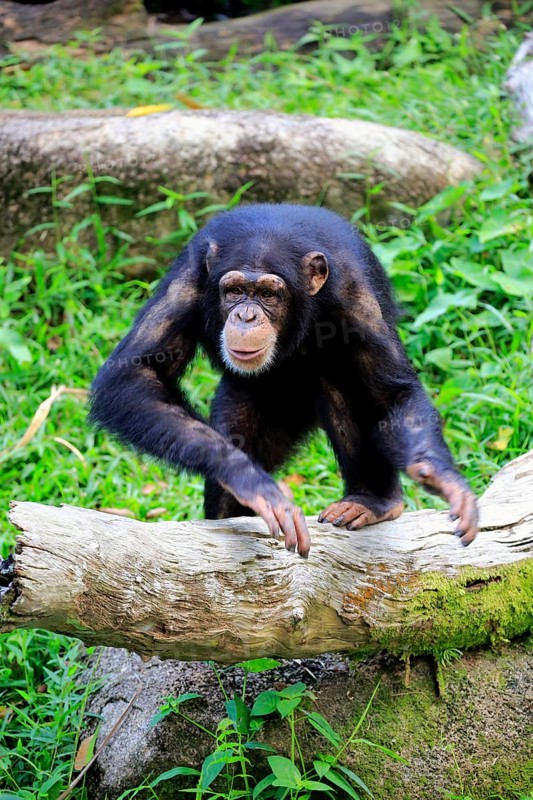 Chimpanzee (Pan troglodytes troglodytes), subadult, half-grown, imposing behaviour