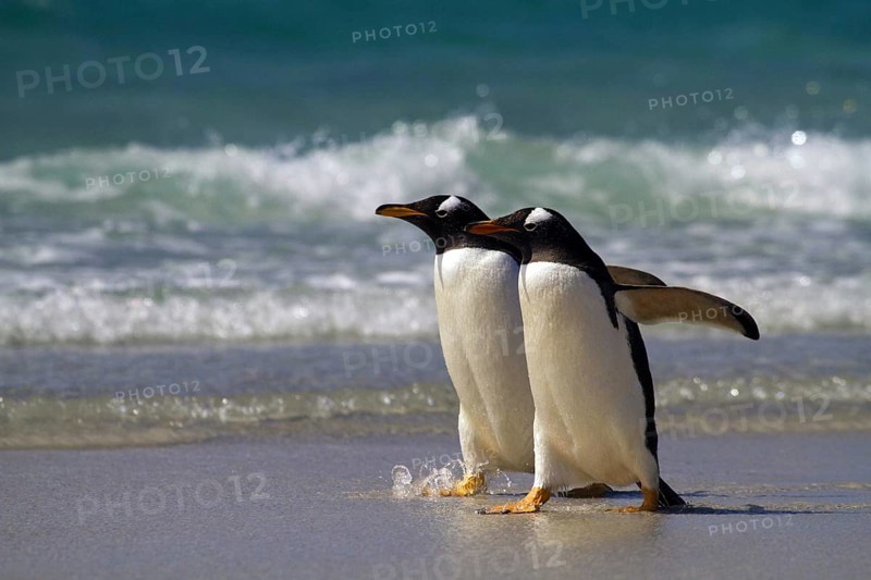 Gentoo penguin (Pygoscelis papua), on Sounders Island, Falkland Islands, Antarctica, two animals, Falkland Islands, Antarctica, South America