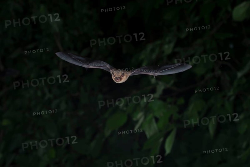 Common pipistrelle (Pipistrellus pipistrellus) hunting insects in front of deciduous forest, Brandenburg, Germany, Europe