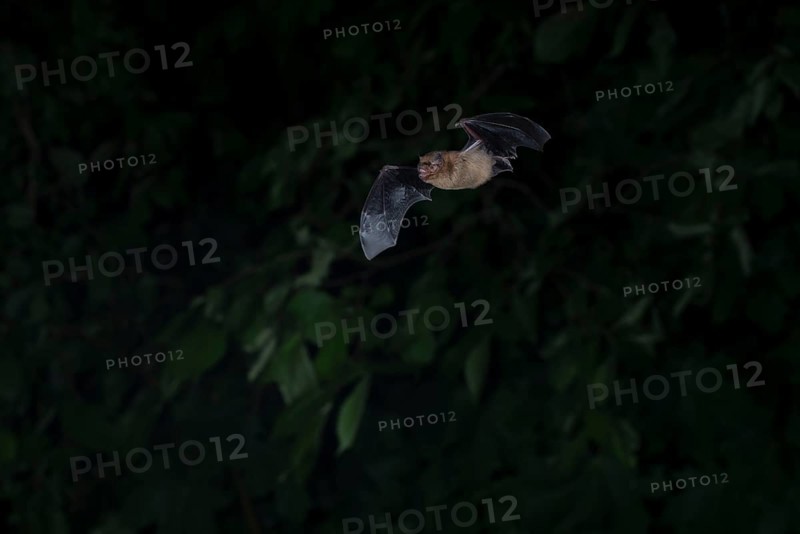 Common pipistrelle (Pipistrellus pipistrellus) hunting insects in front of deciduous forest, Brandenburg, Germany, Europe