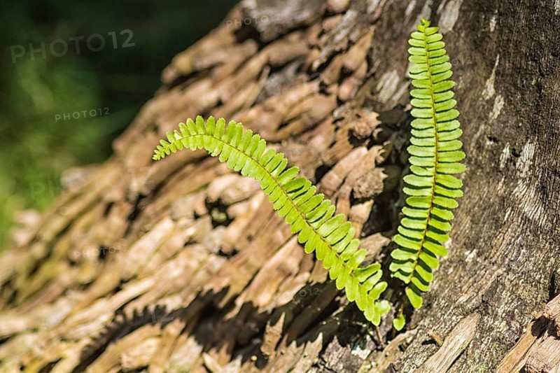 Green fern growing out of a tree trunk