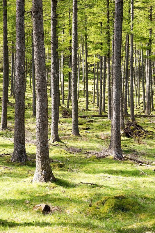 Woodland landscape tree trunks on the banks of Lake Buttermere, Cumbria, England, UK