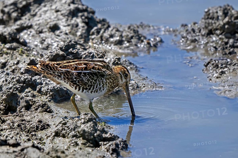 Common snipe (Gallinago gallinago) foraging in shallow water by probing soft mud at mudflat along the North Sea coast in summer