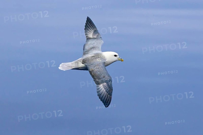 Northern fulmar, Arctic fulmar (Fulmarus glacialis) in flight soaring against blue sky along the Svalbard, Spitsbergen coast in summer