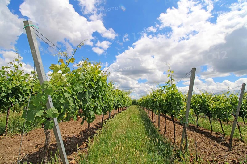 Vines in the Palatinate in June near Neustadt an der Weinstraße
