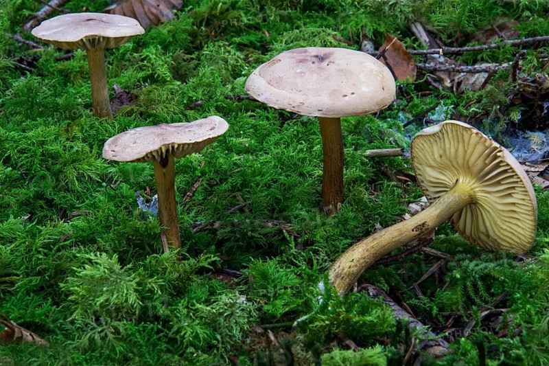 Birch knights (Tricholoma fulvum) stand in dense greenery in the forest, Baden-Württemberg, Germany, Europe