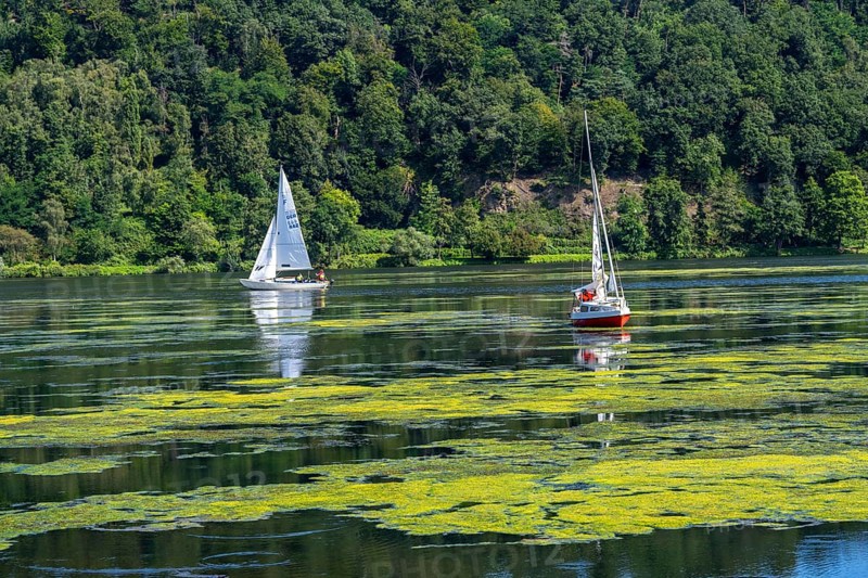 Green carpet of plants on Lake Baldeney in Essen, proliferating aquatic plant Elodea, waterweed, an invasive species, the fast-growing aquatic plant proliferates on large parts of the Ruhr reservoir, increased water temperatures accelerate growth, leisure boat traffic is severely impaired, sailing boats, Essen, North Rhine-Westphalia, Germany, Europe