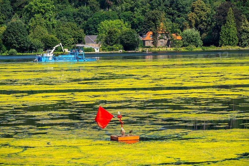 Mowing boat Nimmersatt, of the Ruhrverband, tries to keep the green plant carpet on the Lake Baldeney in Essen, in check, proliferating water plant Elodea, waterweed, an invasive species, the fast-growing water plant proliferates on large parts of the Ruhr reservoir, increased water temperatures accelerate the growth, the leisure boat traffic is severely impaired, Essen, North Rhine-Westphalia, Germany, Europe