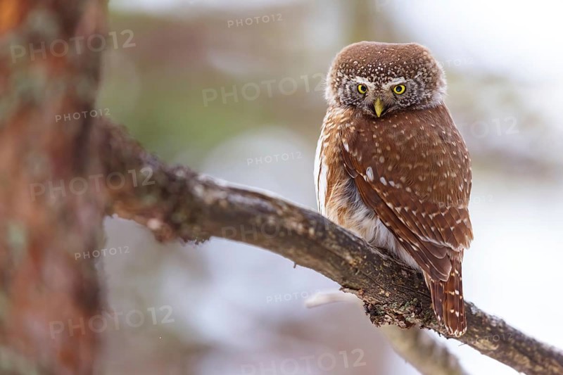 Pygmy owl (Glaucidium passerinum), Luce, Mountain area, Luce, Styria, Slovenia, Europe