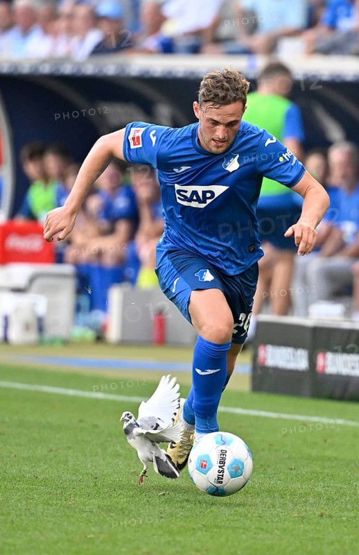 White pigeon on the pitch, grass, being harassed by Jacob Bruun Larsen TSG 1899 Hoffenheim (29) curious, PreZero Arena, Sinsheim, Baden-Württemberg, Germany, Europe