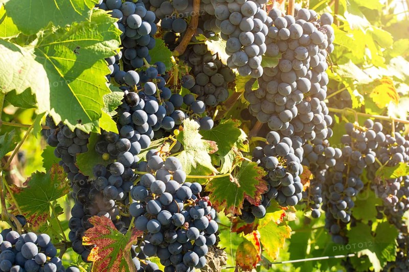 Ripe Dornfelder grapes in the Palatinate. The 2023 vintage is exceptionally good