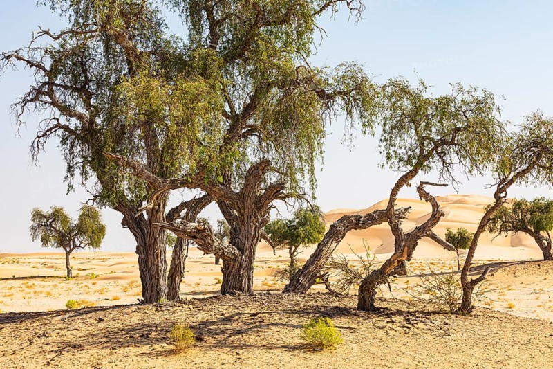 Trees with gnarled bark in a sandy plain of the Rub al Khali desert, Dhofar province, Arabian Peninsula, Sultanate of Oman