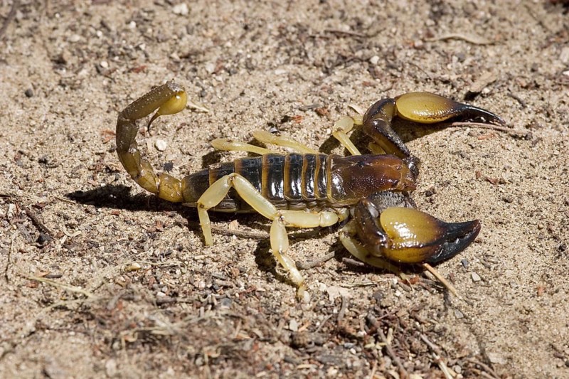 Smooth-headed grave scorpion, (genus Opisthophhalmus), in defence position, Etosha NP, Namibia, Africa