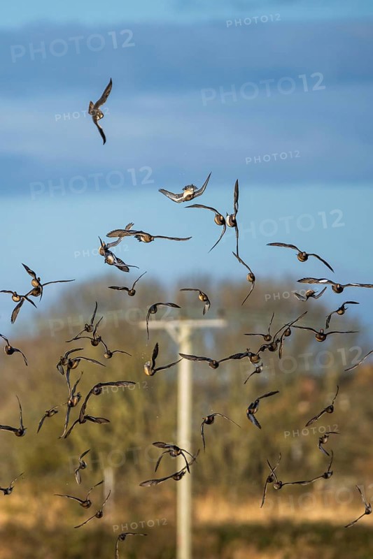 Peregrine Falcon (Falco peregrinus) during an attack on Eurasian Wigeon (Mareca penelope) ducks