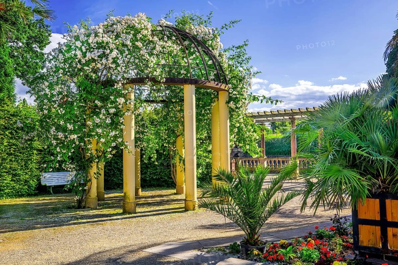 Pavilion with climbing roses in the spa gardens, spa town of Bad Pyrmont, Lower Saxony state spa, Emmer, Emmertal, Weserbergland, Lower Saxony, Germany, Europe