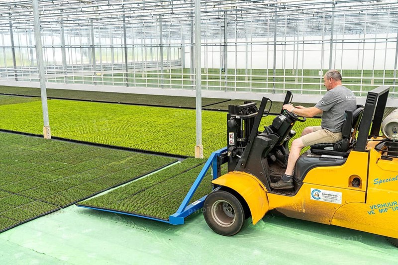 Horticultural business, cuttings, heather, heather plants, Calluna vulgaris, are transported after growing and repotting, into a greenhouse, for further growth, North Rhine-Westphalia, Germany, Europe