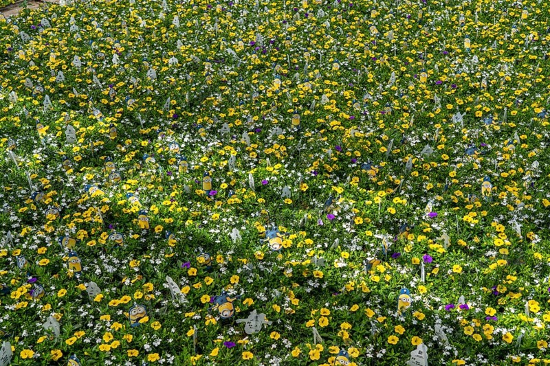Horticultural business, greenhouse, various types of potted plants are grown here to be sold in flower shops, supermarkets, DIY stores, garden centres, North Rhine-Westphalia, Germany, Europe
