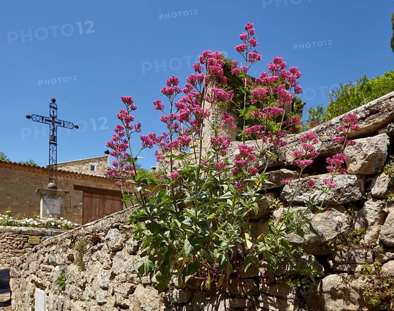 A red valerian (Centranthus ruber) growing on a wall of natural stones in La Roque-sur-Cèze, Gard department, Occitanie region, France, Europe