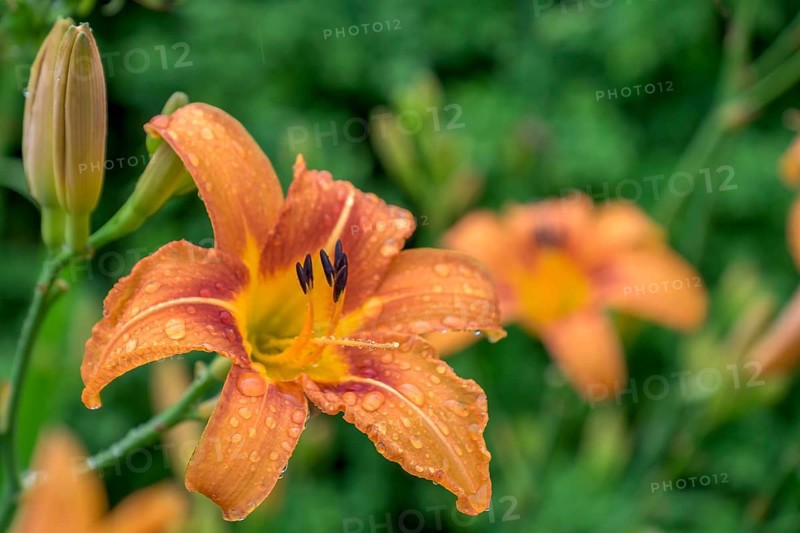 Daylilies (Hemerocallis) with raindrops, North Rhine-Westphalia, Germany, Europe