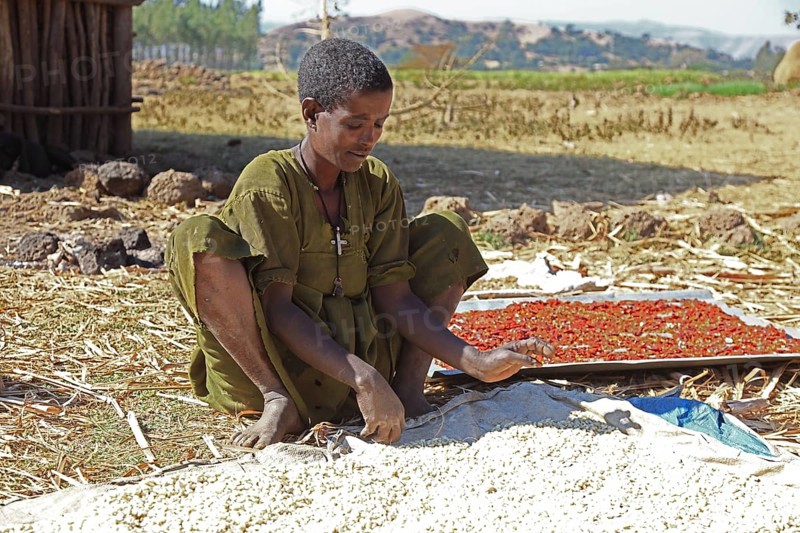 Amhara region, young man checks the maize and peppers lying in the sun to dry, Ethiopia, Africa