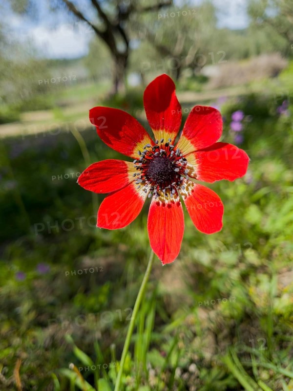 Close-up of a bright red flower with green grass in the background, peacock anemone (Anemone pavonina), genus Anemone, family Ranunculaceae, Peloponnese, Greece, Europe