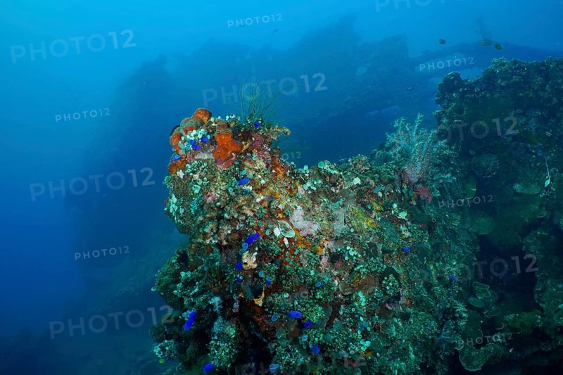 A shipwreck overgrown with coral, nestled in the calm blue depths of the ocean, dive site wreck of the USAT Liberty, Tulamben, Bali, Indonesia, Asia