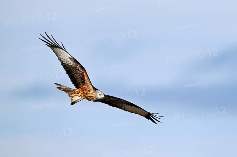 Red Kite, Red Kite, Montagu's Harrier, Montagu's Harrier (Milvus milvus), in flight, Canton Aargau, Switzerland, Europe
