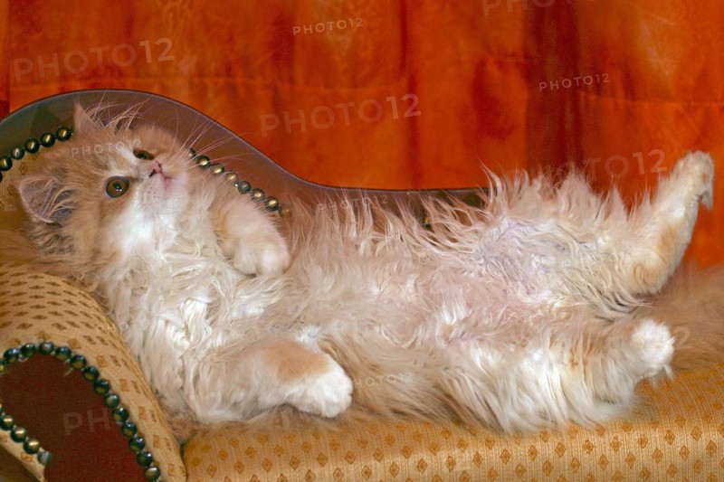 Persian cat, long-haired cat, lying on back, sofa