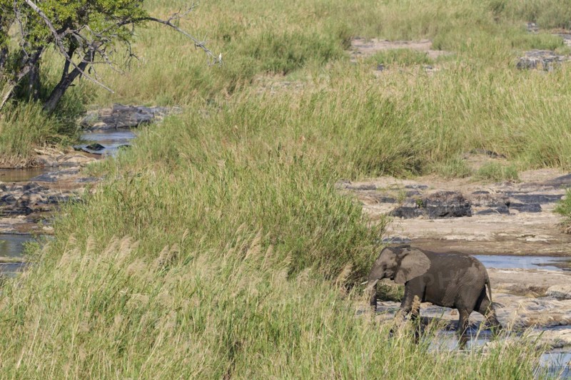 African bush elephant (Loxodonta africana), adult, crossing the bed of the Olifants River, Kruger National Park, South Africa, Africa