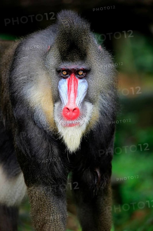 Mandrill (Mandrillus sphinx), adult, male, portrait